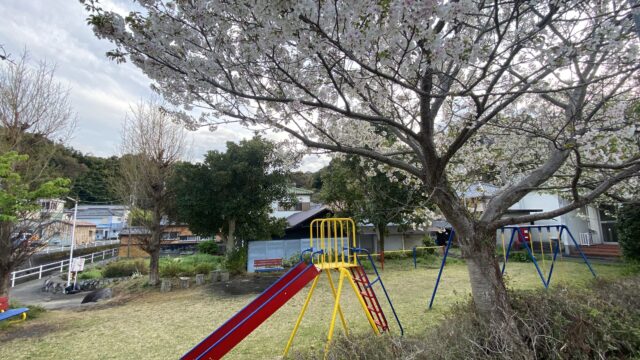 ヌマヅノミナミ 春情報 （桜）