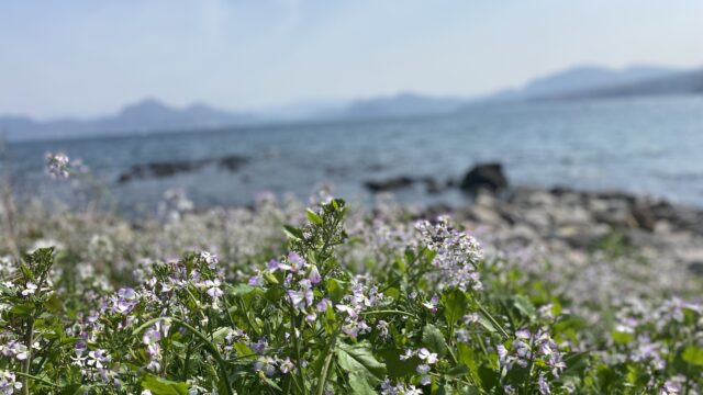 ヌマヅノミナミ 春情報 （用心崎の菜の花）