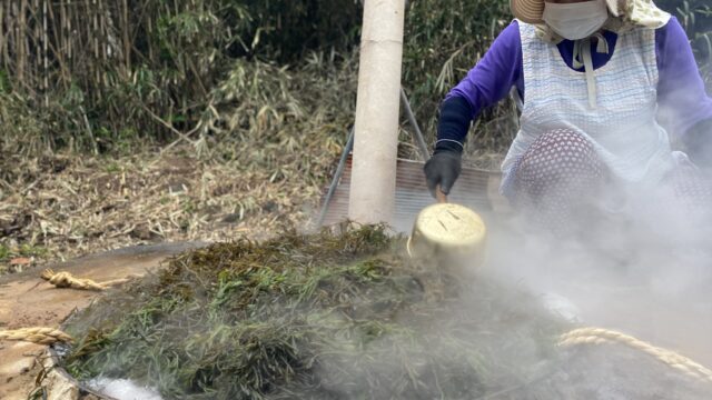 ひじき漁は女子たちの時間。（沼津市西浦江梨）